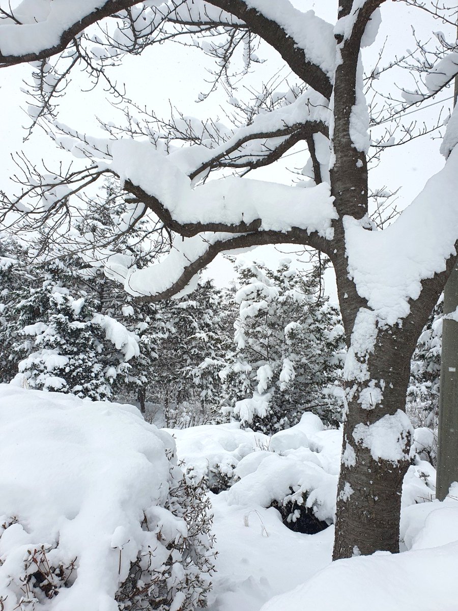 아름다운 겨울눈
#눈 #눈길 #눈이펄펄 #눈사람 #눈사람 #눈오는날❄️  #눈구경 #눈꽃 #눈썰매 #눈꽃산행 #눈썰매장