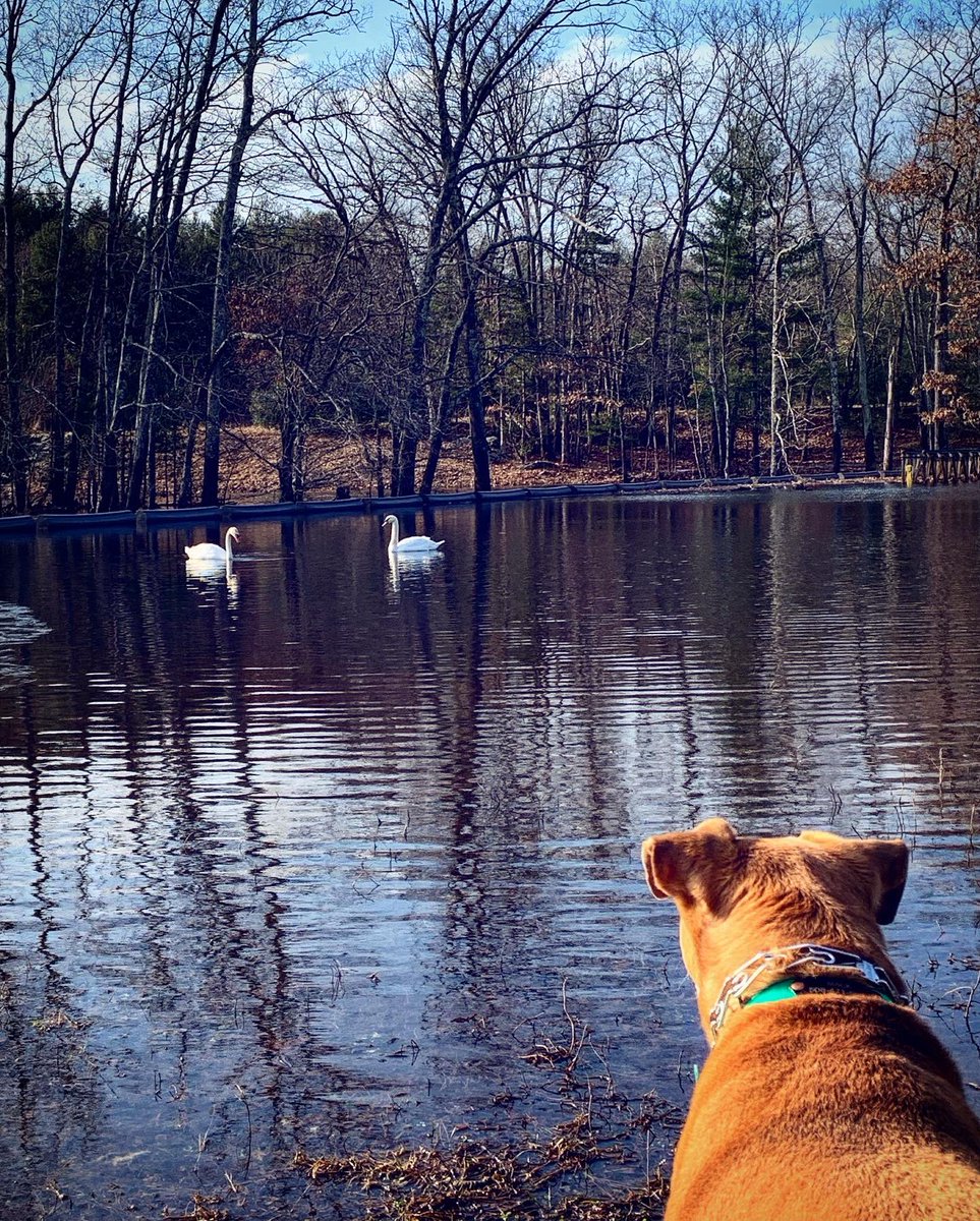 Megos777's tweet photo. Mother Nature’s Christmas gift, floods, muds, best buds and swan selfies. 🦢🐕♥️🥾🌟 https://t.co/J7eoHvuxz5