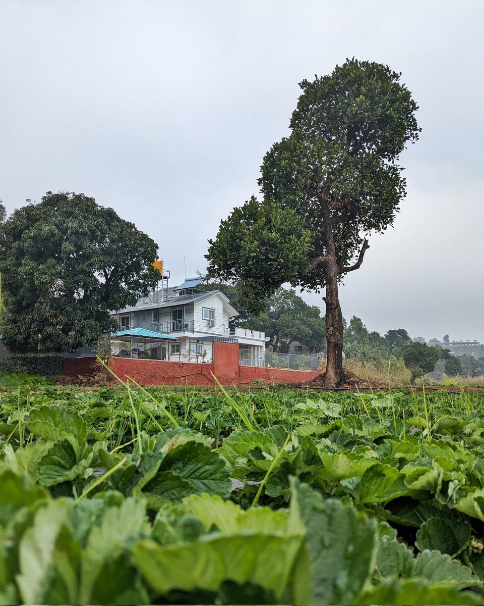 gl_clicks's tweet photo. "From farm to frame: #Mahabaleshwar's strawberry symphony. Let the pictures speak the berry language :)

#TeamPixel #strawberryfarm #Shotonephone #foggymorning https://t.co/1WeoVEUMQb
