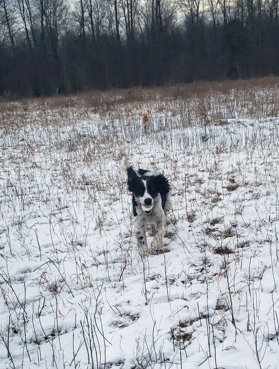 Happy #Sundayshenanigans - what better way to celebrate #ChristmasEveday than with games of #biteyface and #zoomies !!
😁❤🐾🎅🎁🎄🐕
#parkpals #Sundayfunday #walkinthedoginwhitby #walkinthedog