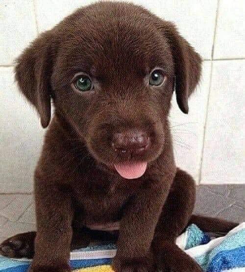 Dog Lovers tweet media