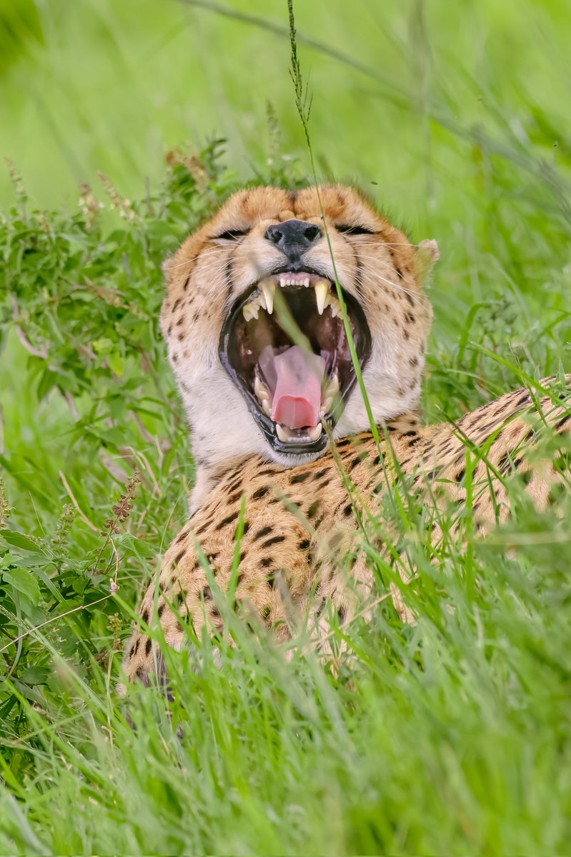 Splendid 1/2 Arthur Boys | Masai Mara | Kenya
#cheetahs #masaimaranationalpark #wildlifephotos #bownaankamal #cheetahspotting #magicalmasaimara #bigcatswildlife