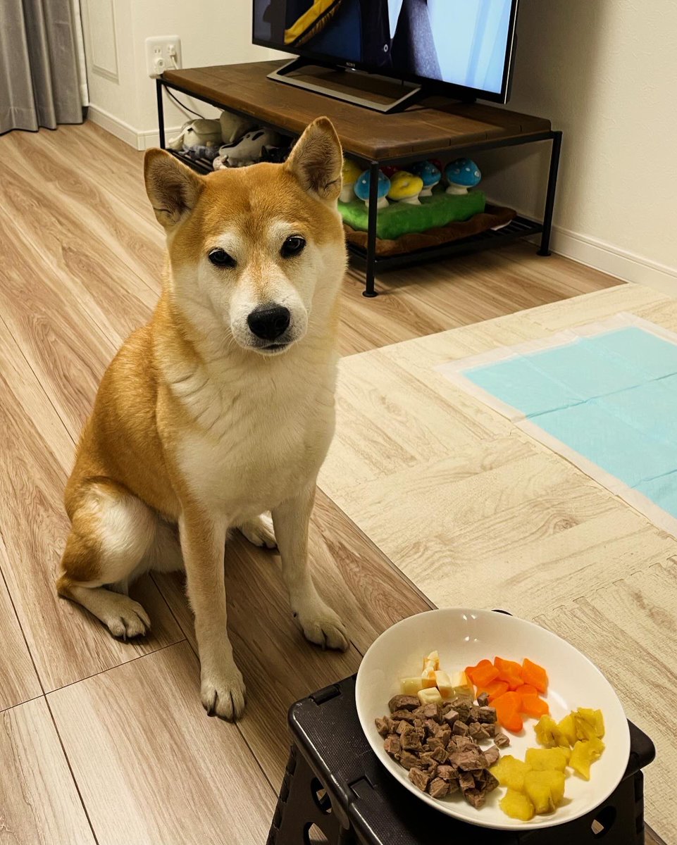 ImamuraHiroyuki's tweet photo. クリスマスプレゼントにオモチャとオヤツ、手作りゴハンをもらう犬。
#犬 #柴犬 #豆柴 #森平犬舎 #世田谷 #東京 #inustagram #shibastagram #shoegaze #emo #しばいぬ #柴犬のいる暮らし #柴犬ライフ #柴犬🐕 https://t.co/BcxJ7HHUSx