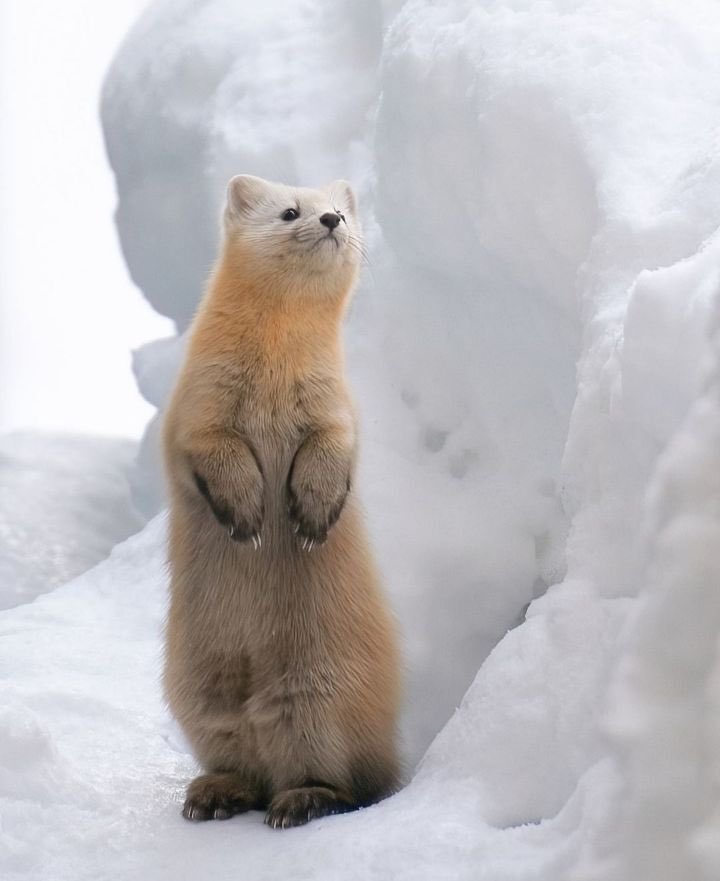 승리한다