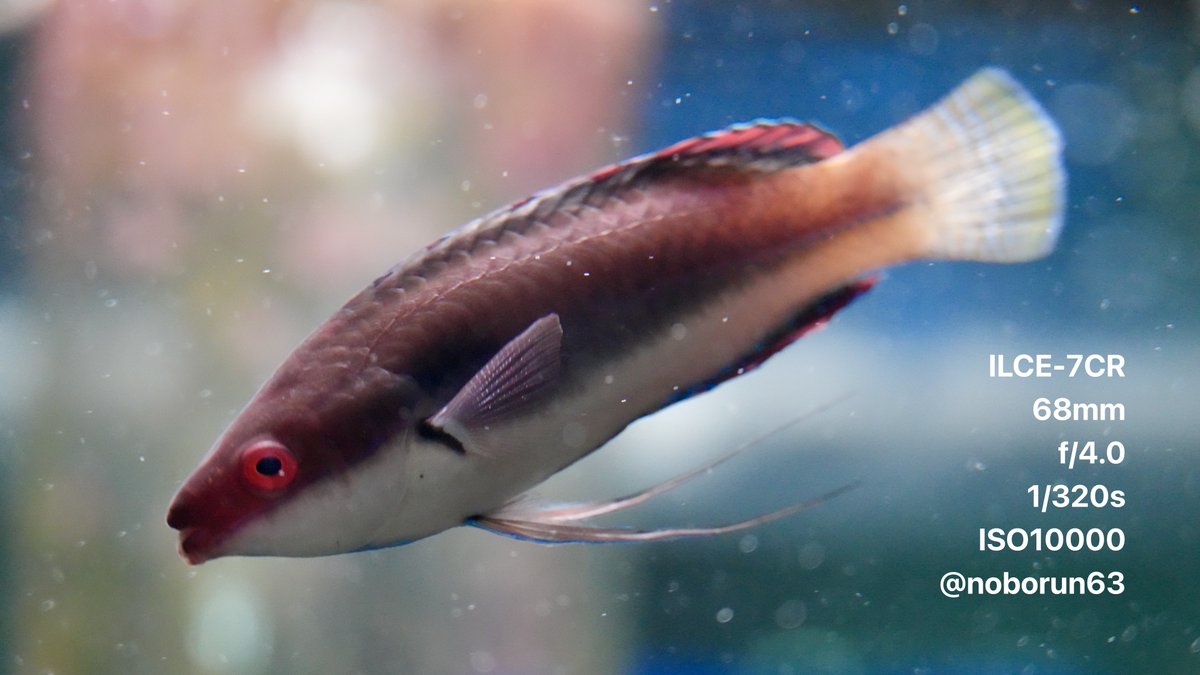 noborun63's tweet photo. みなとやま水族館の愉快な魚たち🐟

ベラ
ニシキテグリ 
プテラポゴンカウデルニィ 
カクレクマノミ 

#みなとやま水族館 
#水族館好きな人と繋がりたい 
#写真好きな人と繋がりたい 
#wrasse #mandarinfish 
#banggaicardinalfish #ocellarisclownfish 
#これソニーで撮りました https://t.co/Y9TiWuBSen