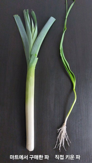 「spring onion vegetable」 illustration images(Latest)｜5pages