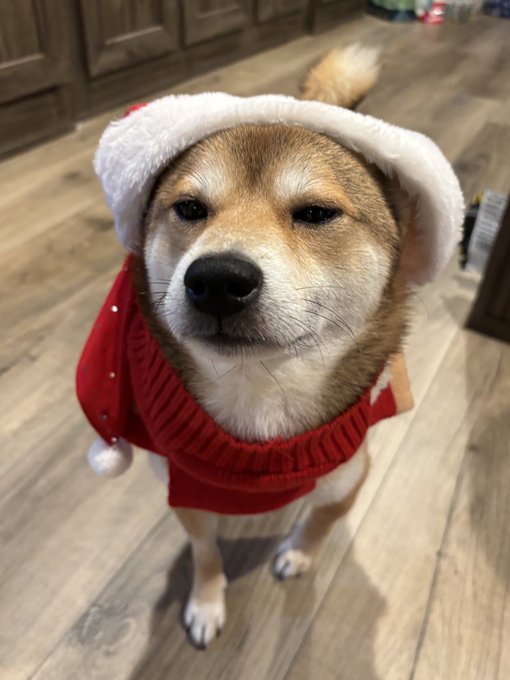 I put his Christmas sweater and he literally refuses to move until I take it off https://t.co/R7KiBD<a href="/tag/berserk"class="tags"><span>#berserk</span></a>