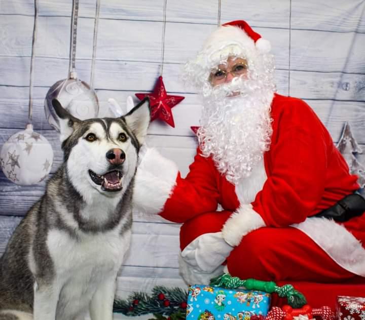 marajadesith's tweet photo. Happy Christmas from Scylla, Elric and Awilix. 

Gambit missed out on Santa photos since he's had pneumonia but he's doing okay! 

And Scylla didn't get a Santa picture because she growled and showed teeth 😅 Sassy brat. https://t.co/0f1H2ukMD9
