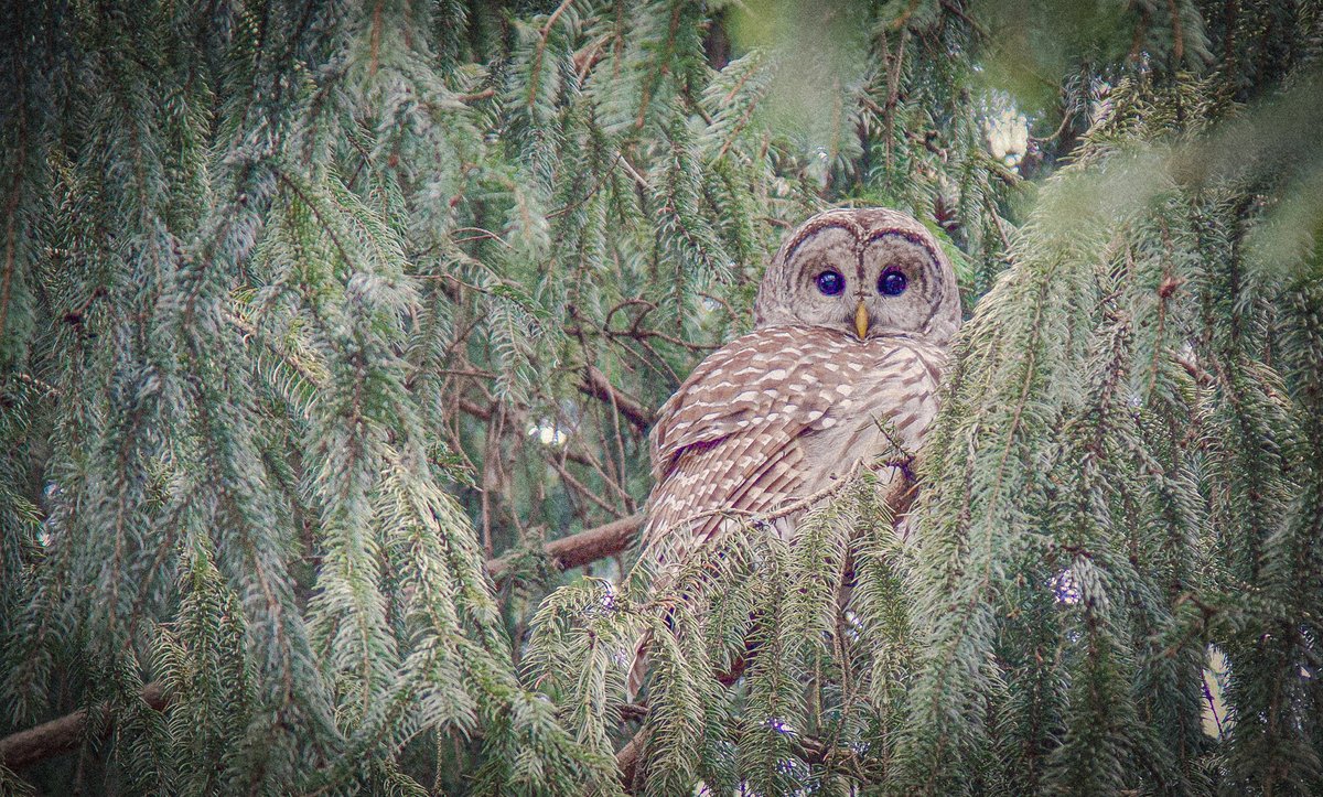 #ChristmasEve #TwitterNatureCommunity #TwitterNaturePhotography #Owls #WildlifePhotography #Wildlife Barred Owl in the Pine Trees along the Heritage Trail this morning.