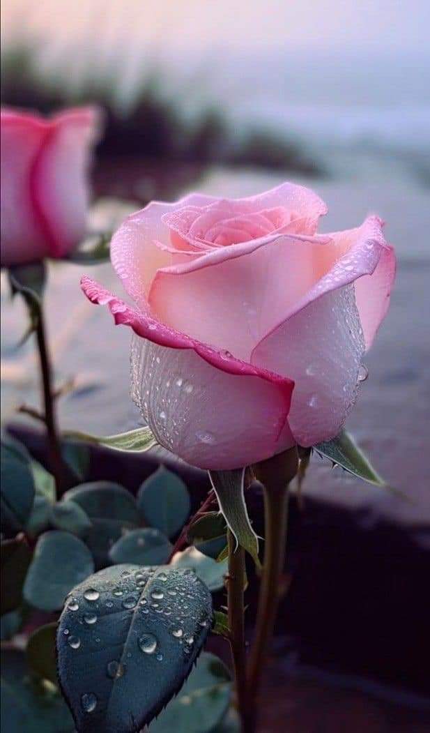 MirandaBety8's tweet photo. #nature #flowers
 #nature撮影会 
#NaturePhotograhpy 💚 https://t.co/FUDQqdDz3b