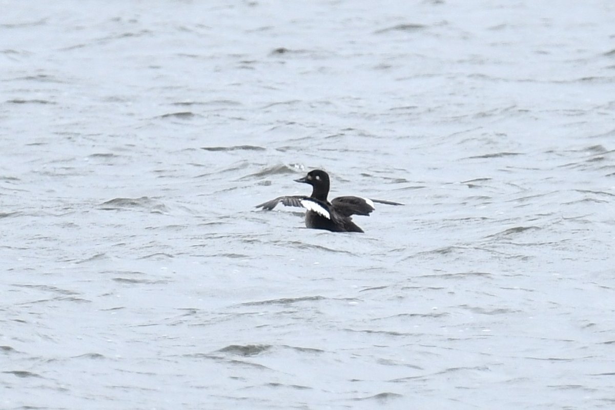 The juv Velvet Scoter was showing well near the dam over the border at Swithland Res, Leics this morning.