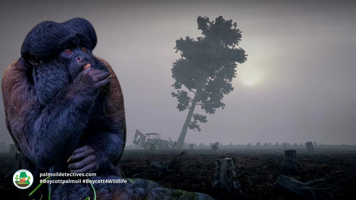 PalmOilDetect's tweet photo. Black Bearded #Sakis are #endangered large monkeys endemic to #Brazil #SouthAmerica they are #endangered by #timber #palmoil #hydroelectric dam #deforestation. Help save them and join the #Boycott4Wildlife! https://t.co/fKtE5yT0ae via @palmoildetect https://t.co/fRGWVXgBEX