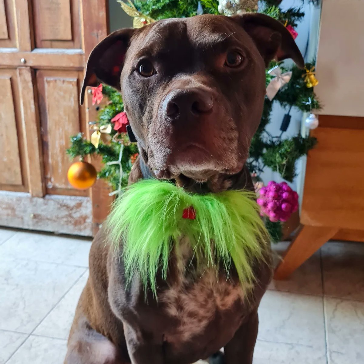 yanfl's tweet photo. Listos con Rufo para festejar la navidad🎄 desde Tigre.#estefinde 
@todonoticias https://t.co/lMrSdtl59p
