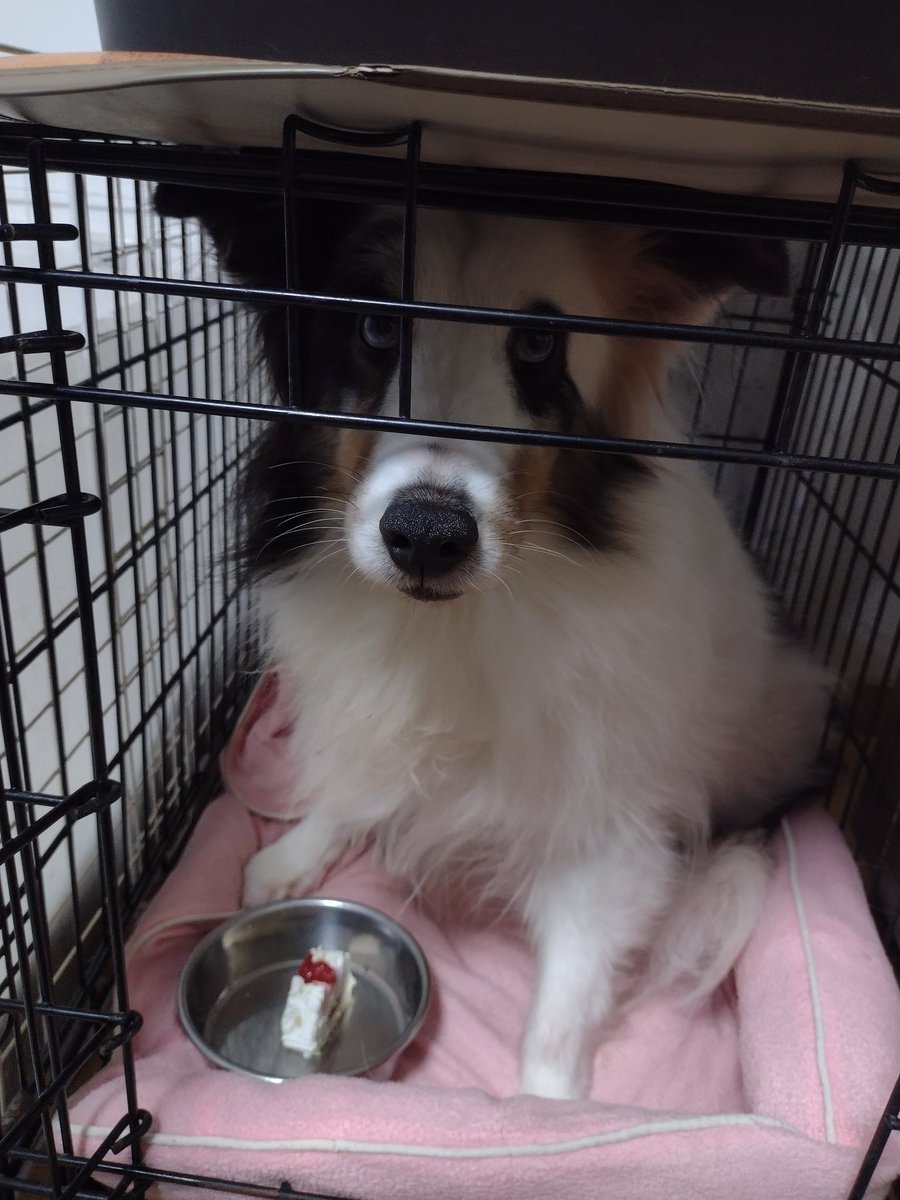 ほむら (@ansurdaegtyr) on Twitter photo 