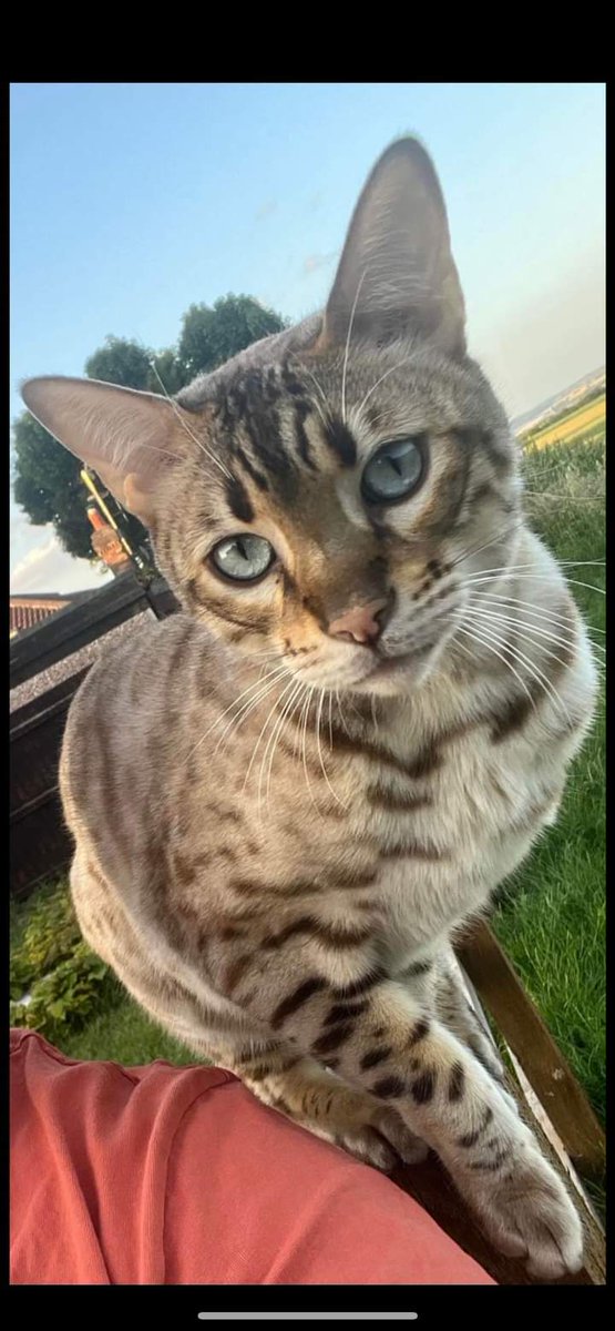 JohnDaffern2's tweet image. #Missing from #Watnall #NG16 He is a 3 year old #SnowBengal boy. He is #Neutered and #Chipped but no collar. Missing since Tuesday evening the 19th December, which is out of character. Please can you all keep an eye out for him 👏🏻 praying for his safe arrival 
Thanks in advance