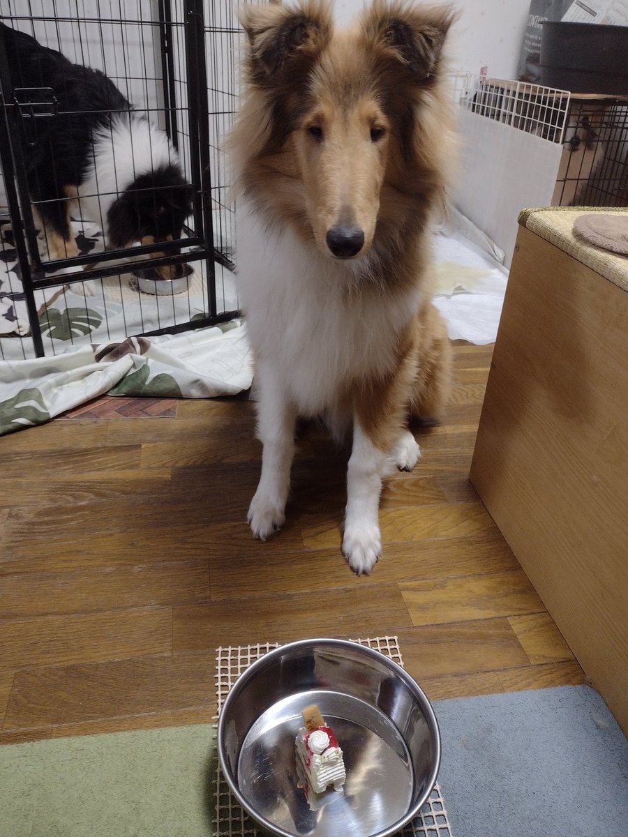 ほむら (@ansurdaegtyr) on Twitter photo 