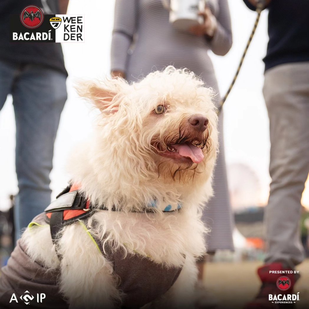 Nothing much, just having a paw-some time with my pack! 🐶❤️

#NH7Weekender #BacardiNH7 #ItsAMood