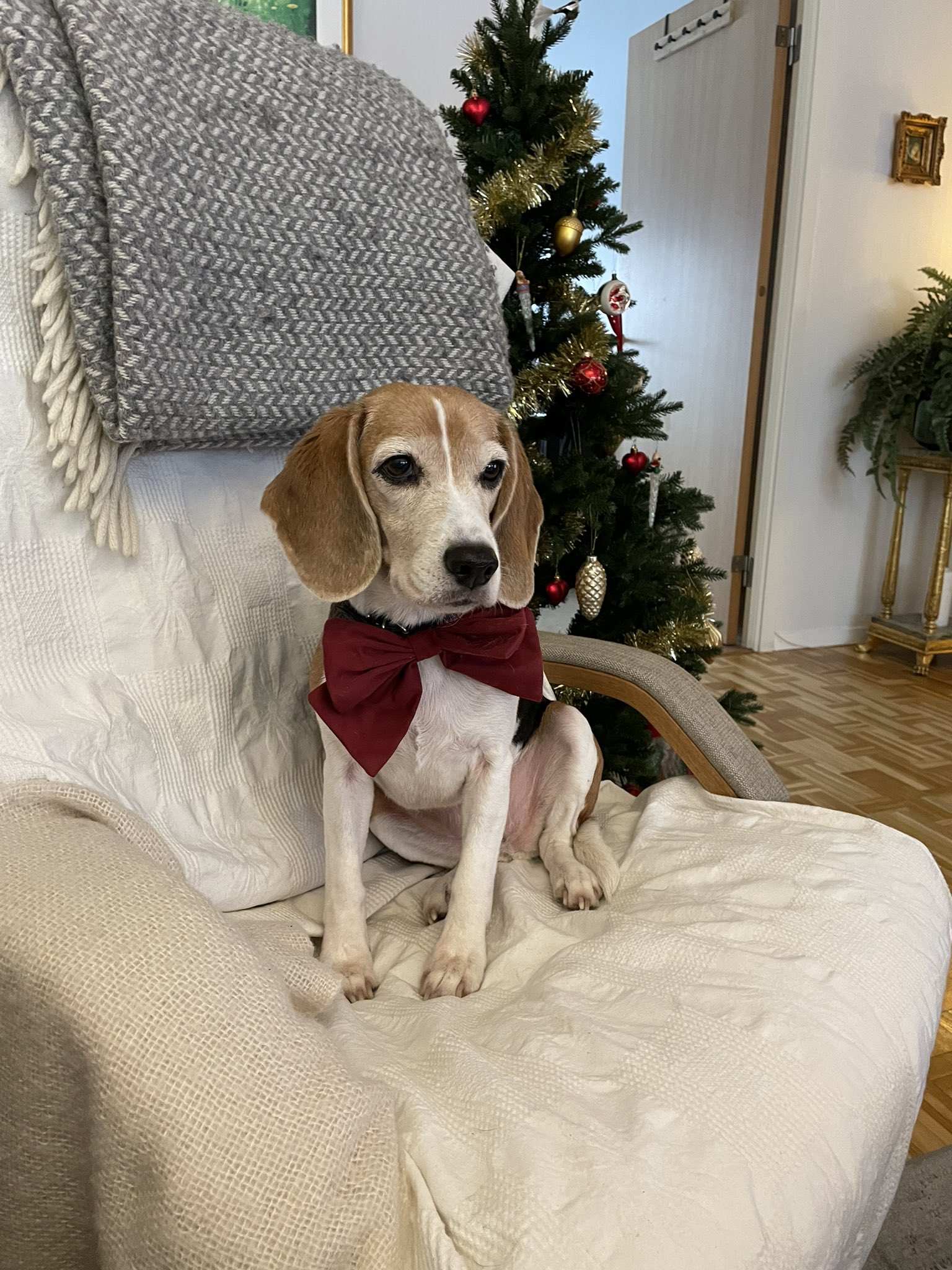 Adele the Beagle BeagleAdele X