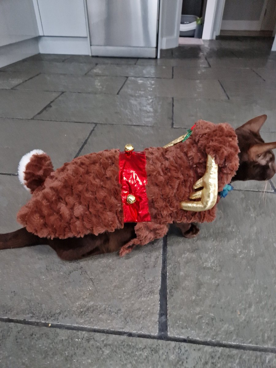 Orinoco here #Catmas eve wearing Rudolph ... 🐾🐾🐾🌲🌲🌲🌲🦌🦌🦌🦌 #CatsOfTwitter #CatsOnTwitter #CatsAreFamily #CatsOfX #catstagram #Cats #CatsofChristmas