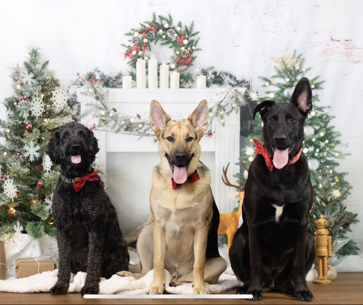 Merry Christmas!🎄