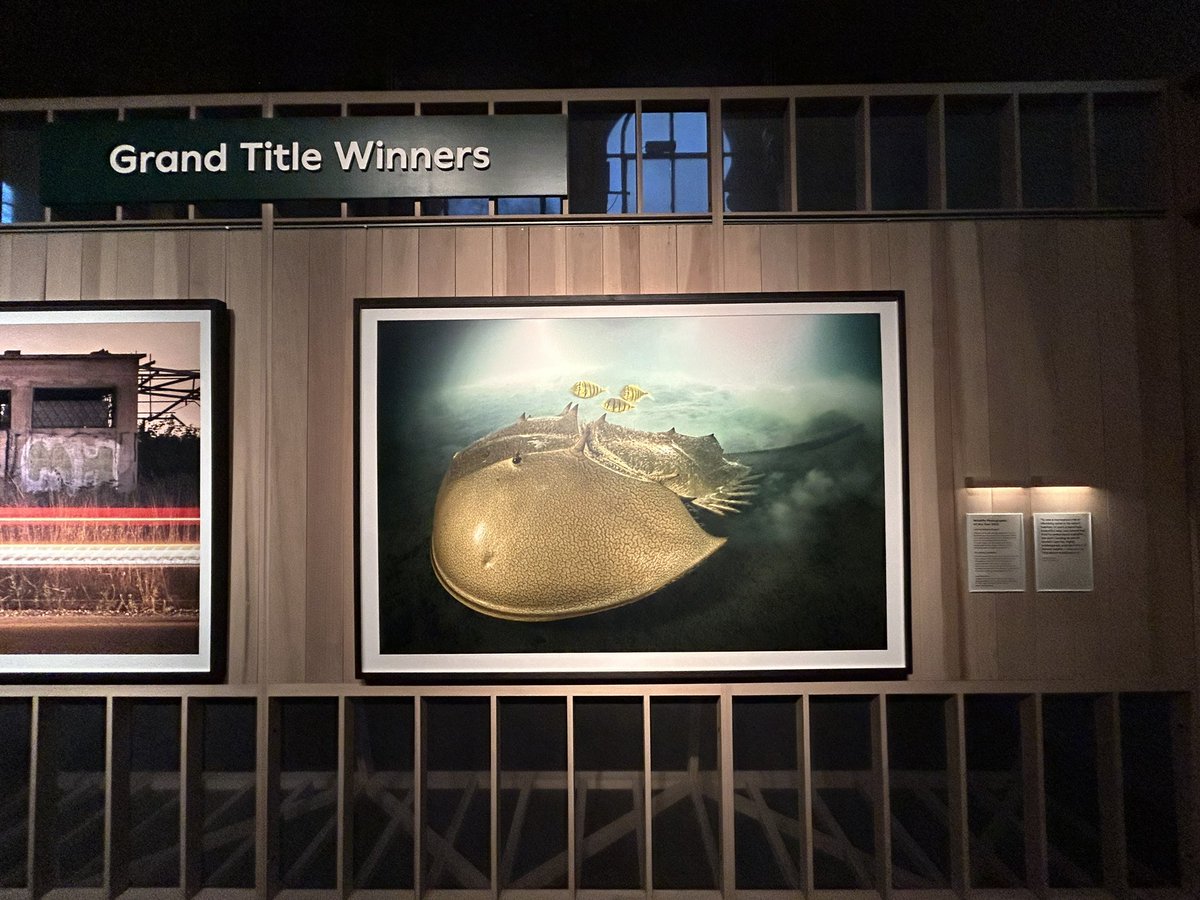 Laurent Ballesta’s picture of a majestic horseshoe crab, a vulnerable species, a Wildlife Photographer of the Year winner. This ancient creature’s bright blue blood with super-immune properties is used for vaccine safety and Beta-D glucan testing. Alternative options needed.