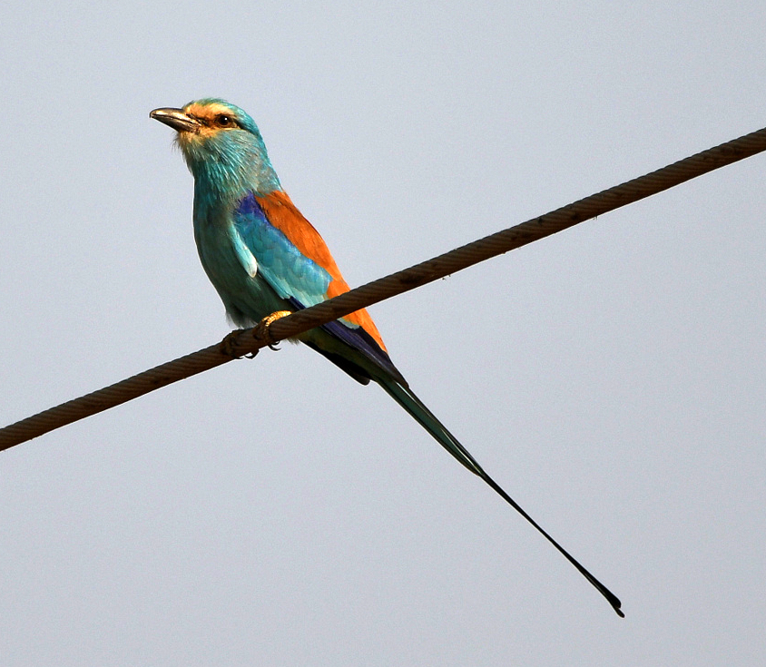 Abyssinian Roller on the North Bank Road near Wassu, Gambia 18.11.23. #birdwatching #birdphotography #Africa #Gambia