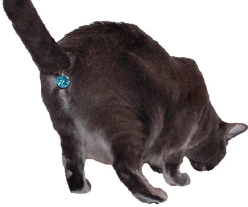 TwinkleTushSol's tweet photo. GM!! It’s a new day for the Twinkle $tush! With Christmas fast approaching we have the perfect gift for that special meow meow in your life!

So off your cats less attractive spot with some cubic zirconia Twinkle $Tush accoutrements https://t.co/sOTmFQLvfE