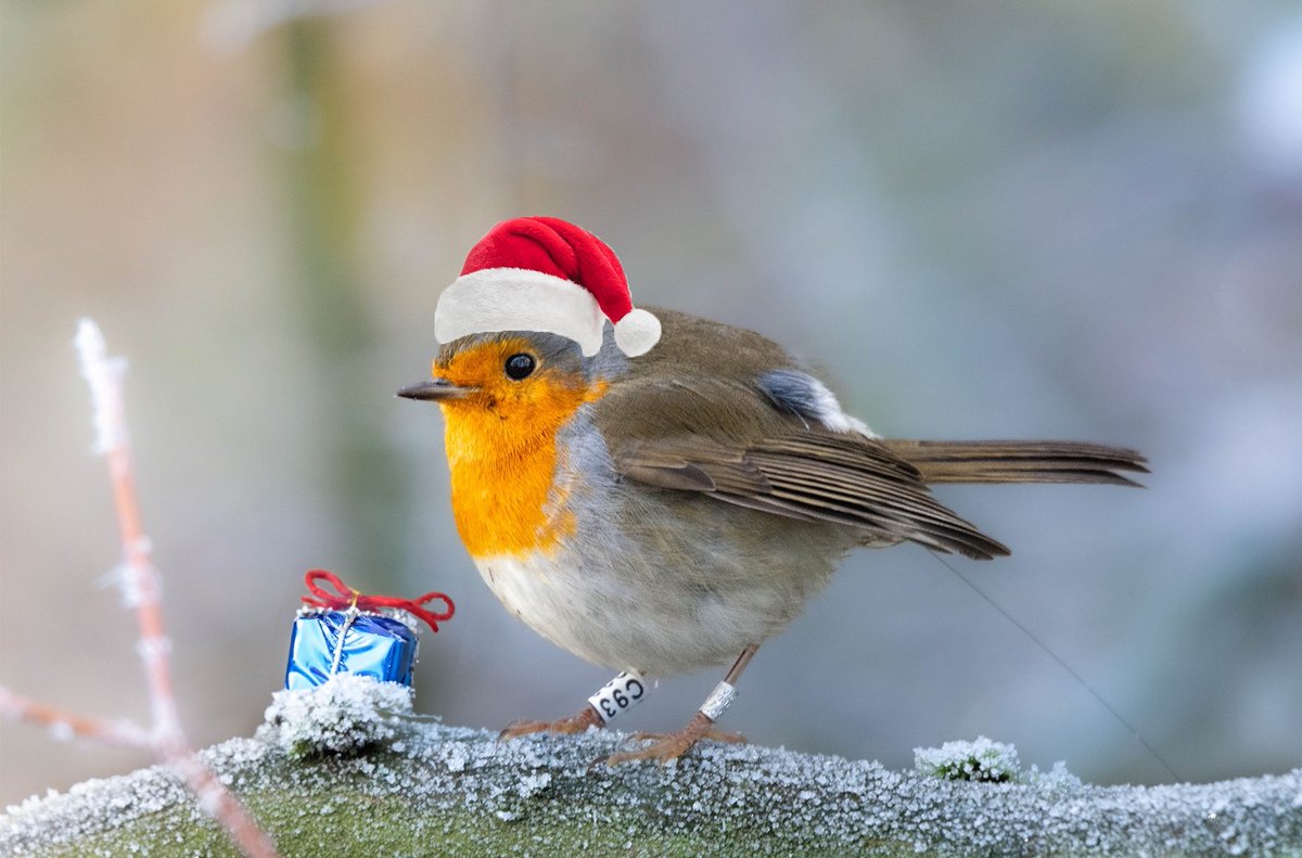 Little late for #NationalRobinDay but just in time for Christmas. Our radiotagged robin C93 celebrates in it's breeding territory and is feeling very festive already. It's hoping to get a mealworm for christmas this year. Merry Christmas everyone! 🎄🎁