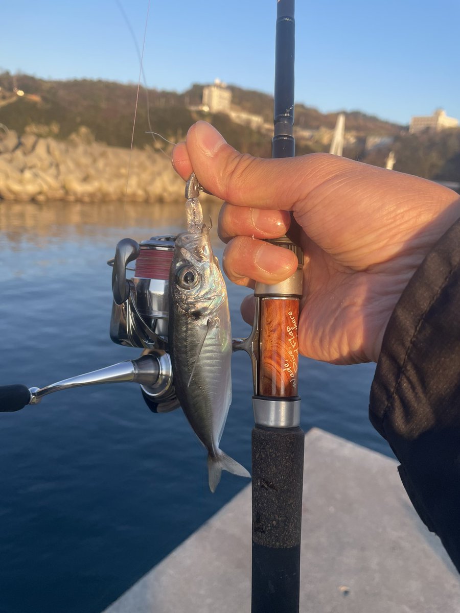 maji_fishing's tweet photo. 初めてのアジング🎣
日中は見切られてなかなか食わせられへんかったけど夕まずめはほぼ入れ食いでめちゃ楽しかった😁
今日のMVPは海太郎のハネエビ🦐

#tulala
#groovy70s
#issei
#海太郎 https://t.co/QuBs9IL0VQ