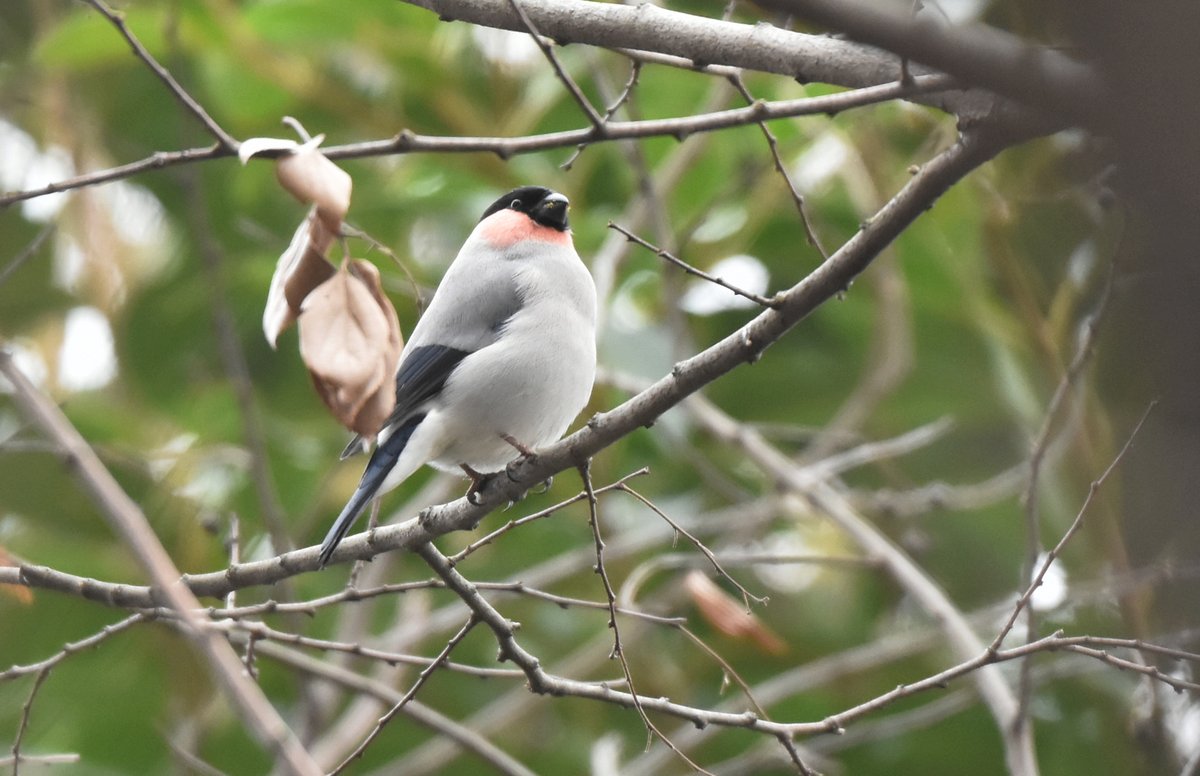 woodsbird81's tweet photo. 先週は声だけだったウソ。今日は姿を見せてくれました。
#野鳥観察 #ウソ https://t.co/wh3fVzdZPS