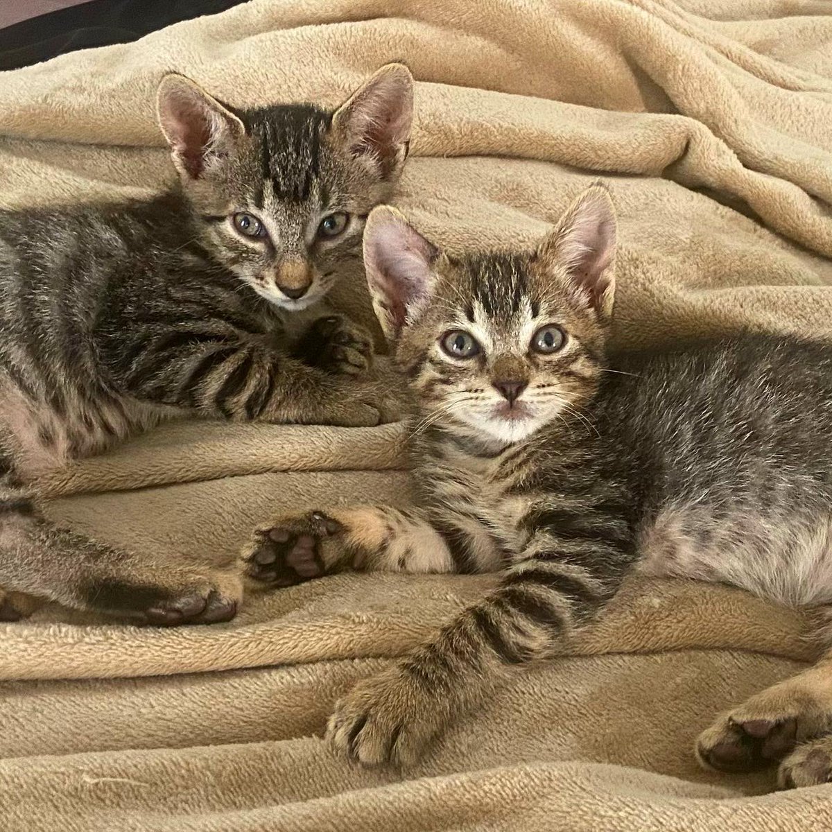 _sallyluna's tweet image. ✅✅ #GHVIP8 ha sido mi 1r reality comentado a diario. He conocido a personas bonitas, coincidido con muchas, debatido con otras…

Mis gatitos, mi pareja y yo os deseamos felices fiestas a TODOS, mucha salud, amor y ojalá seguir aportando y aprendiendo de vosotros🎄❤️

#ghvip24d