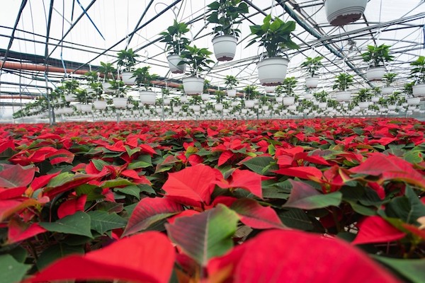 The checkered history of the poinsettia's namesake
floraldaily.com/article/958794…