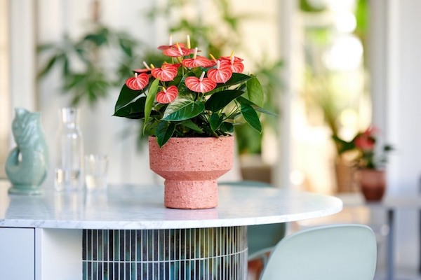 "Flowers with white stripes, Livium Orange" <a href="/AnthuraBV/">Anthura</a> 
floraldaily.com/article/958835…