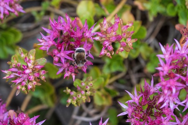 Multispectral imaging unlocks genetic secrets of phedimus plants for rooftop gardening
floraldaily.com/article/958649…