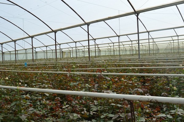US (NC): Toxaway Mt. greenhouse named after famed horticulturist 'Bunny' Mellon
floraldaily.com/article/958701…