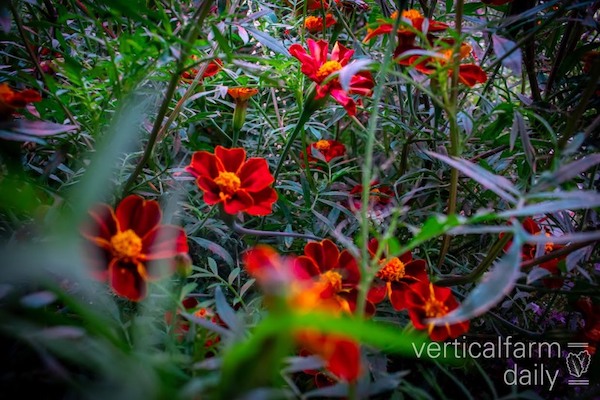 New Zealand: Tapanui nurseryman’s plant raising honoured
floraldaily.com/article/958749…