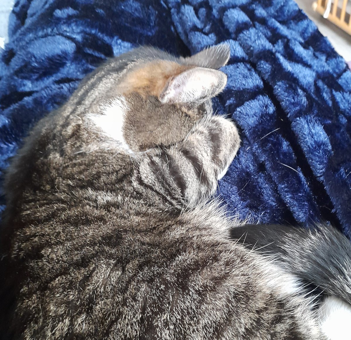 professional Worm🔞 commissions open tweet media