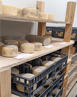 docitecal's tweet photo. La #queseríaPraizal elabora #quesosartesanos como el Queso Redondo Semicurado y Pata de Mulo Semicurado que son madurados durante 2 meses en cámaras bajo condiciones de humedad y temperatura controladas. https://t.co/pzDwfBD3bv https://t.co/sWhdShibnk