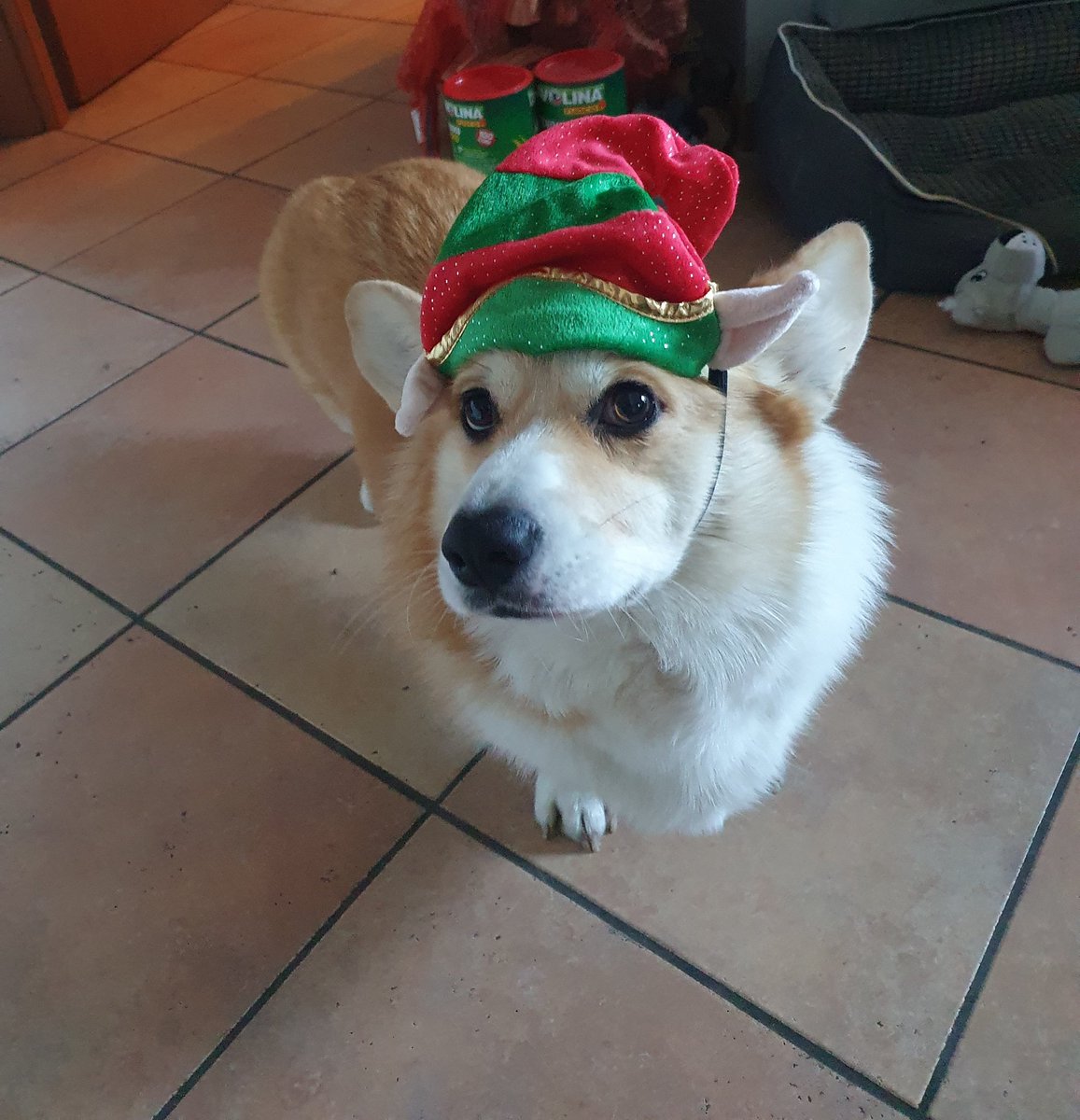 hoos_yerdaddy's tweet photo. Cheddar the Christmas Elf
.
.
.
.
#corgi #corgisofinstagram #christmascorgi #cheddarthecorgi #cheddarthedog #cheddar #elfdog https://t.co/tRMwZRb2Xx