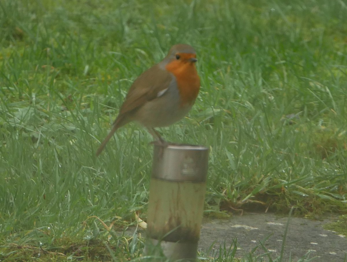Wow.......14 years to the day since my dad died and the first thing i see watching me through the window.
'When Robins appear, loved ones are near' is the saying.
I don't normally believe in such things but.....
#family #love #christmas #spiritual #believe #robin #alwayswithyou