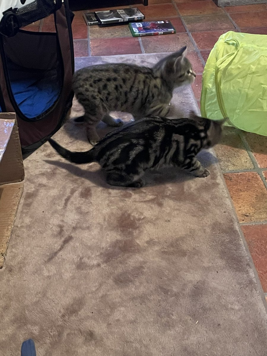 Michelle Benton tweet media