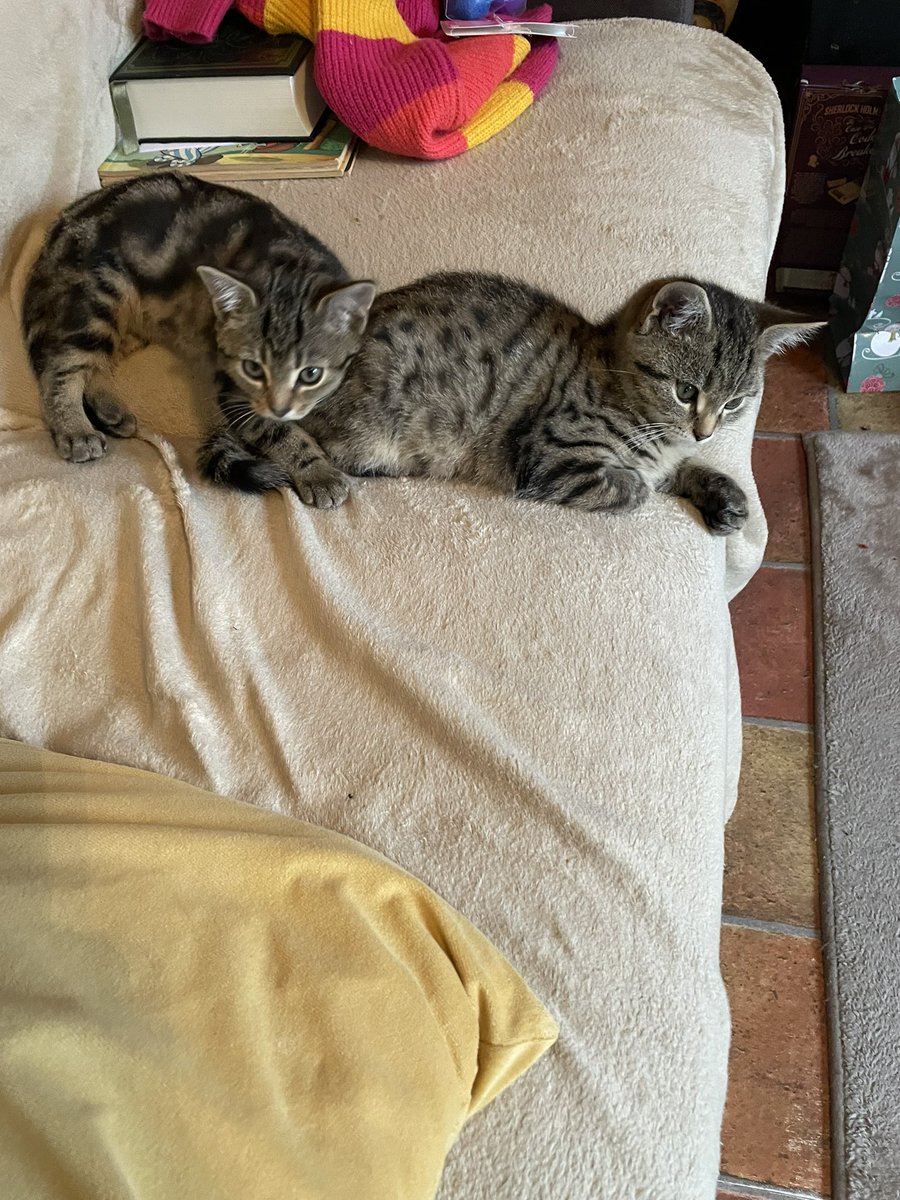 Michelle Benton tweet media