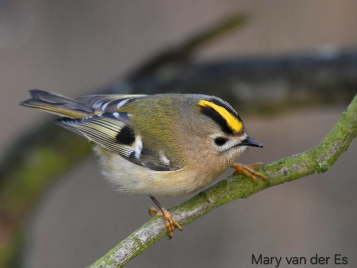 maryvanderes's tweet photo. Goedemiddag, is hier nog wat te eten?
#Goudhaan #Regulus_regulus #Goldcrest. https://t.co/nsv3LsNld9