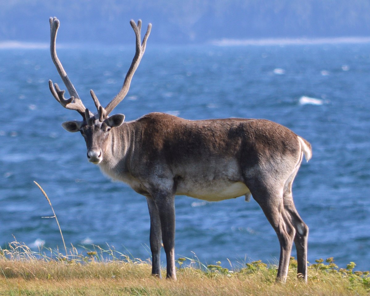 🎄🎄Tanti auguri a tutti! E un grazie speciale a tutte le persone con cui abbiamo avuto il piacere di lavorare in questo intenso 2023 😀

Photo - Credits Ryan Hodnett - Opera propria, CC BY-SA 4.0