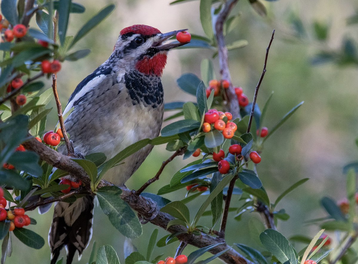 #ArtAdventCalendar Day 24… Red-naped Sapsucker for Christmas Eve