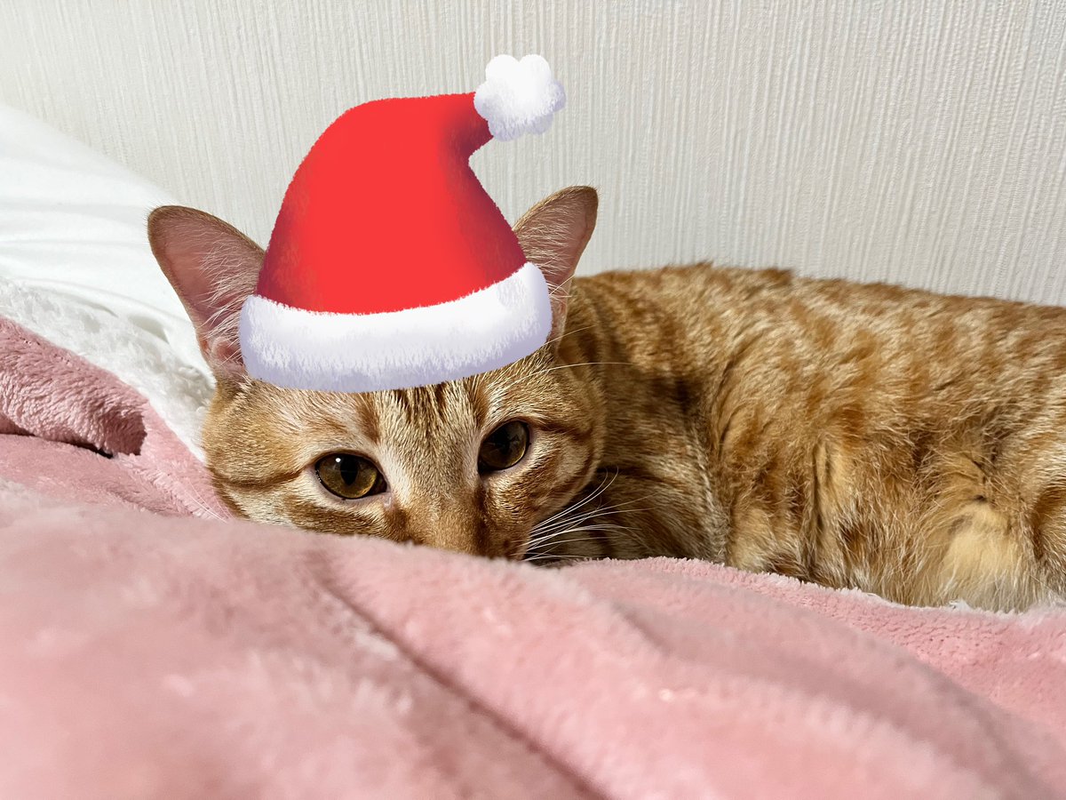 aimi1212am's tweet photo. メリークリスマスー🎄✨
街にはサンタさんがいっぱいだったので私もサンタを引っ張り出してきてクリスマス感を出してみたです！笑
みなさん良きクリスマスを…✨
あいみサンタと茶々丸サンタより愛を込めて…♡♡ https://t.co/AWXC8e0xsc
