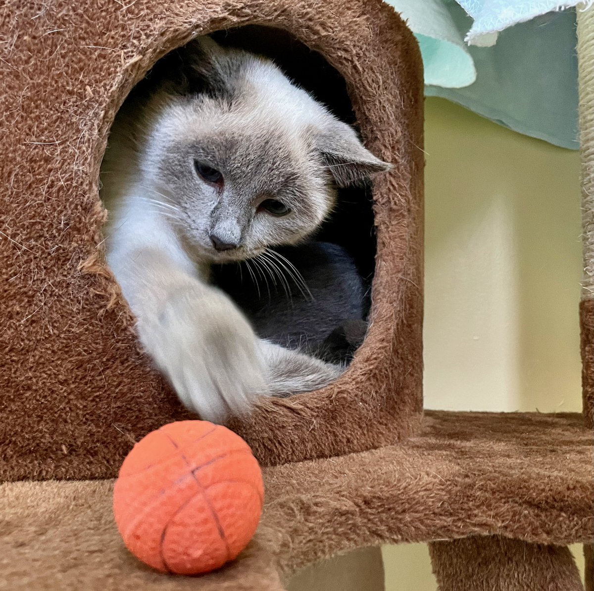 🎄💖🎄Winter demonstrates the true #SpiritOfTheSeason ! This sweet #kitten loves &  provides comfort to scared Abby. (See Abby's gray back behind Winter?)  And she plays at the same time! #cats #kittens #va #dc #virginia #love #HolidaySpirit #luv #KindnessMatters #adoptdontshop