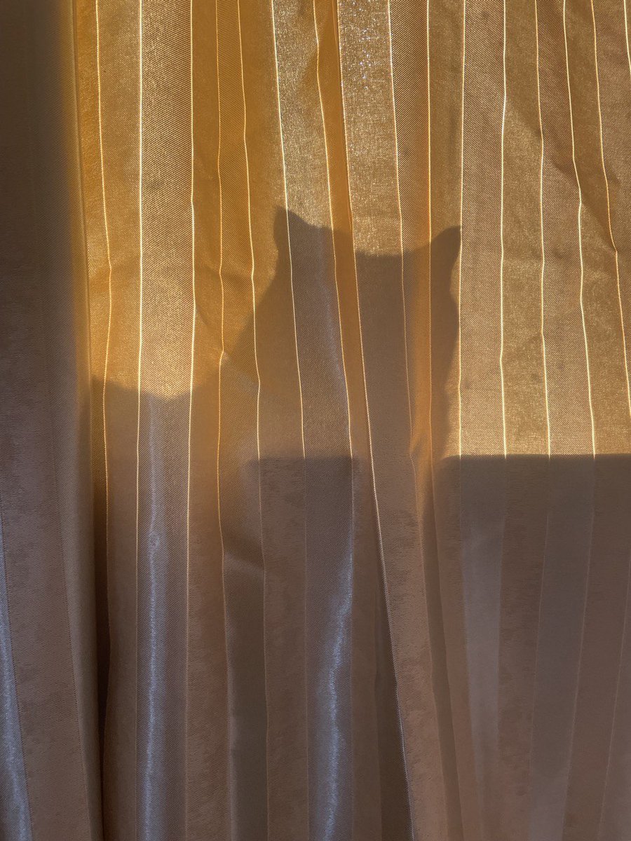 catunderhood tweet media