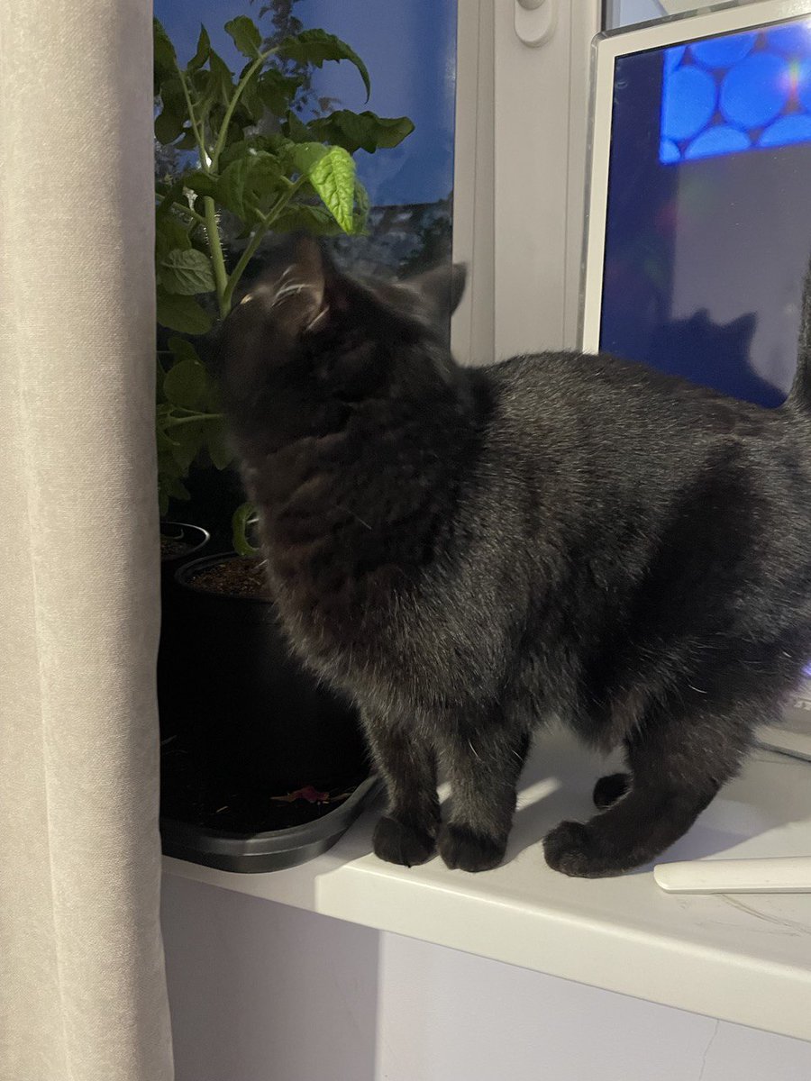 catunderhood tweet media