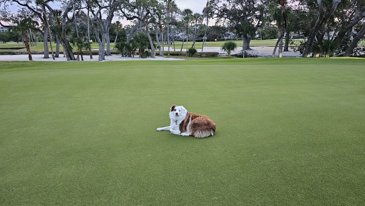 turfmonkeyboy's tweet photo. Curtains drawn. 2) Took today's pics next to our vampire green & utterly amazed at its quality and roll. We have been treating it differently for years, but it has never been this world class until we made our commitment to managing the cutline on a daily basis. #TECHKNOWS https://t.co/hFttTH7jP5